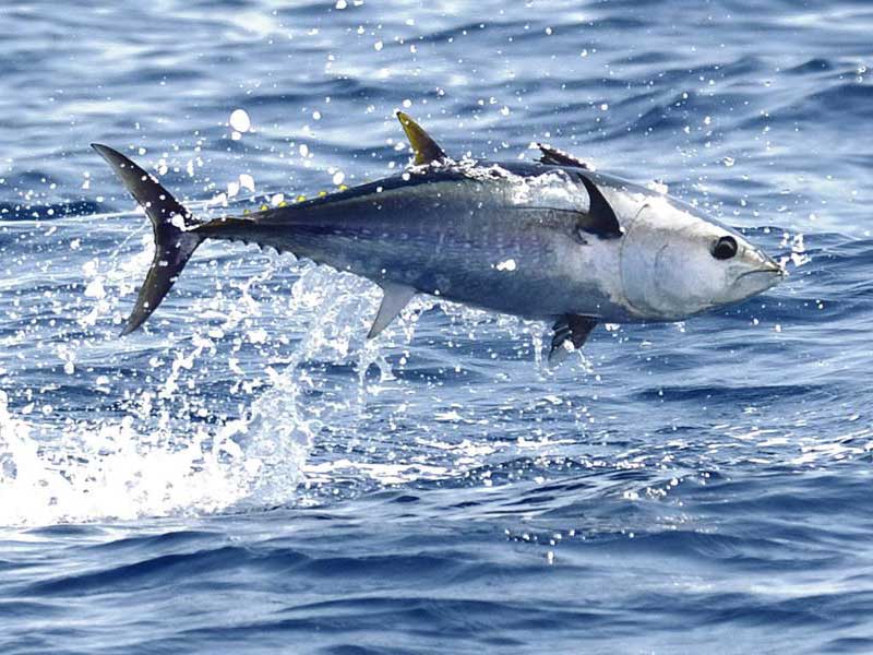 Flying Bluefin